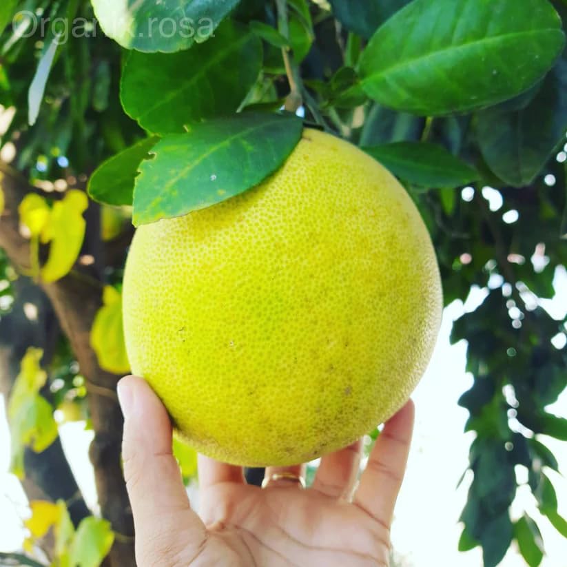 BLOOM & GROW Live Fruit Plant (Chakotra-Pomelo Live Fruit Plant) (B0CCWSQ4R9) Amazon Price History, Amazon Price Tracker