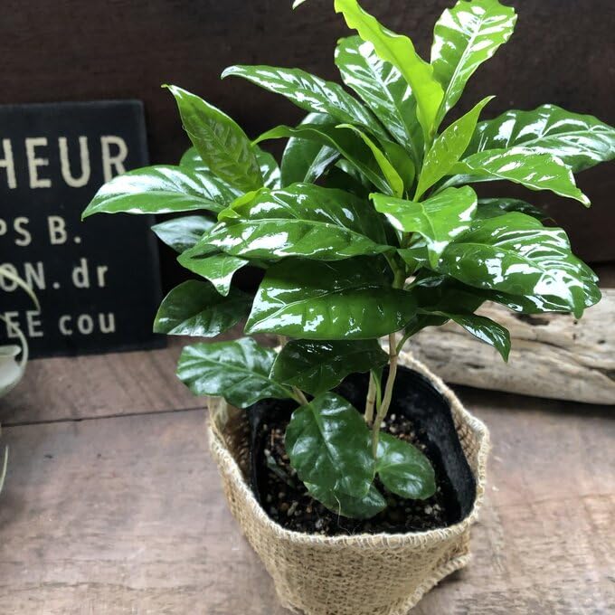 jun　コーヒーの木 Amazon｜パリジェンヌ17 コーヒーの木 潤やか葉っぱ 観葉植物