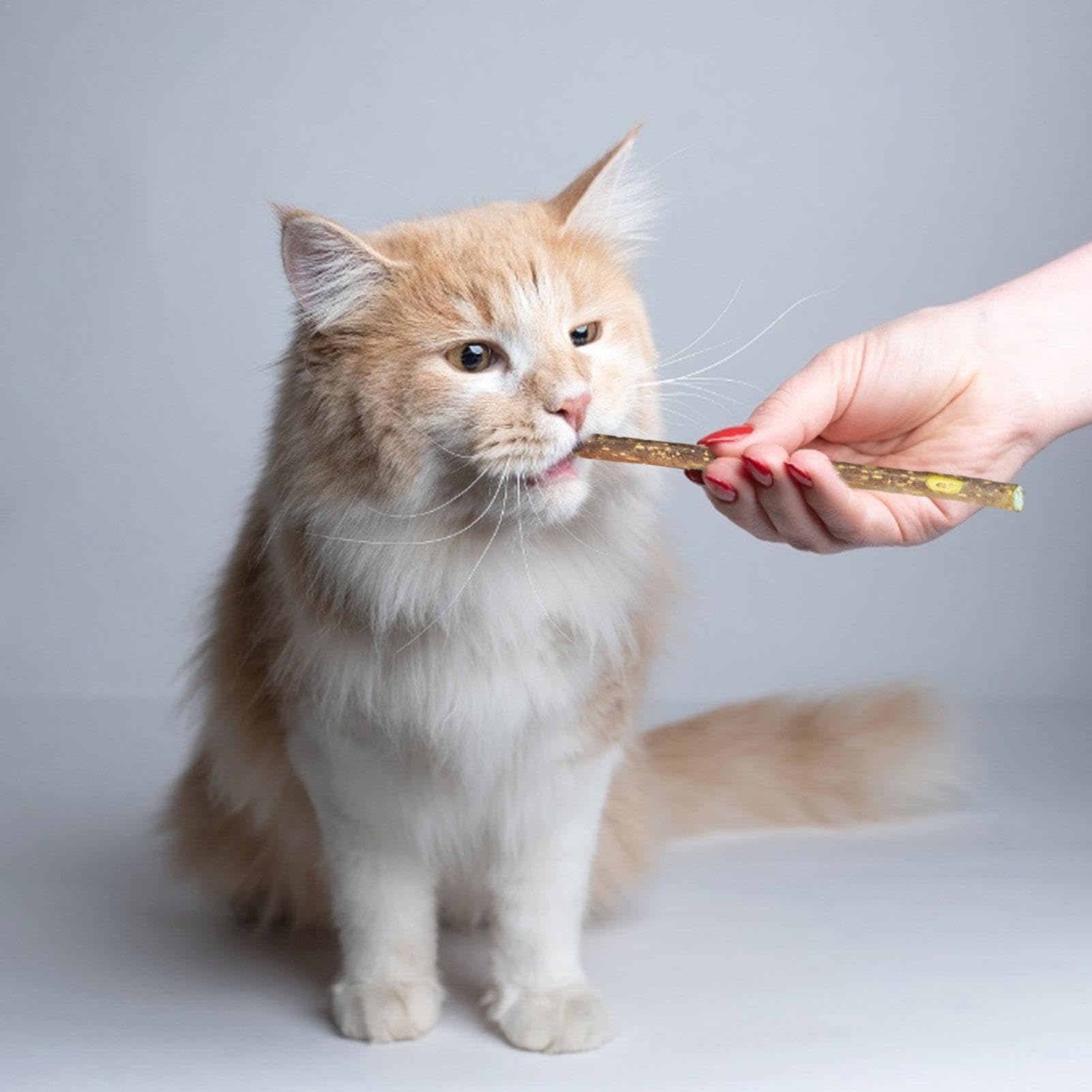 5 pezzi giocattolo per gatti giocattolo da masticare con gatto giocattolo