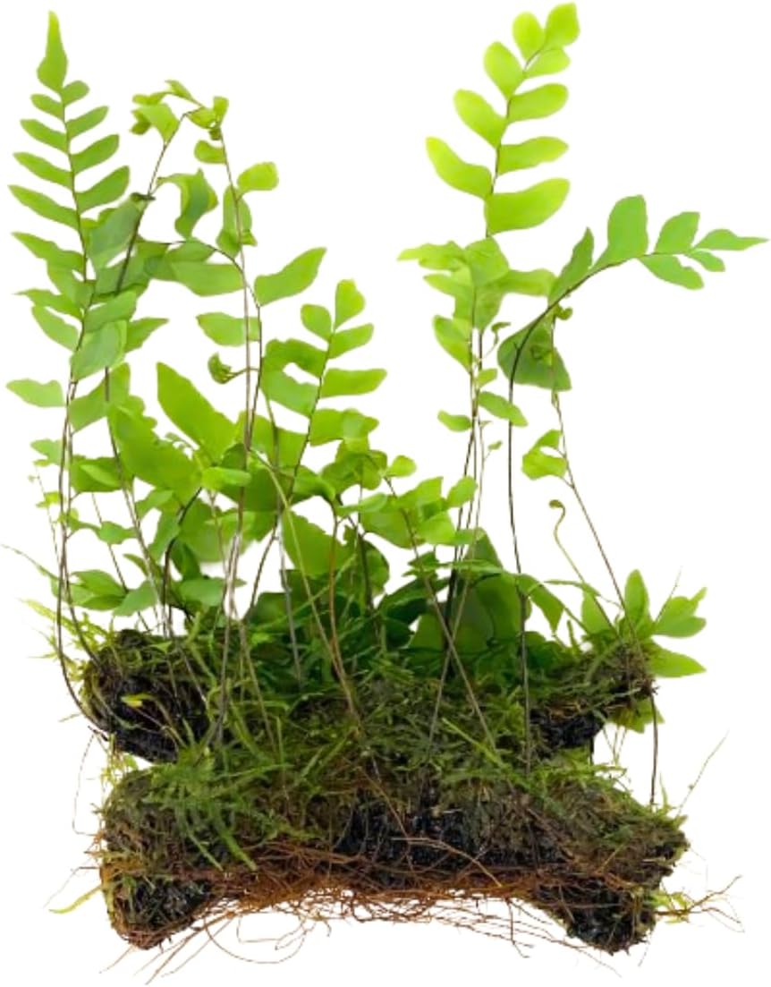 Adiantum Philippense with Java Moss On Driftwood Natural Wood for Freshwater Aquarium Fish Tank Decoration