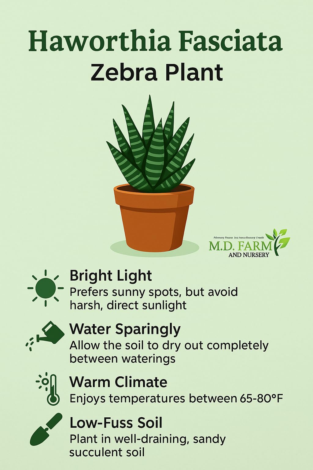 Growing Plants Zebra Haworthia, Succulent Air Purifier Indoo -2 Growing Plants Zebra Haworthia, Succulent Air Purifier Indoo -2