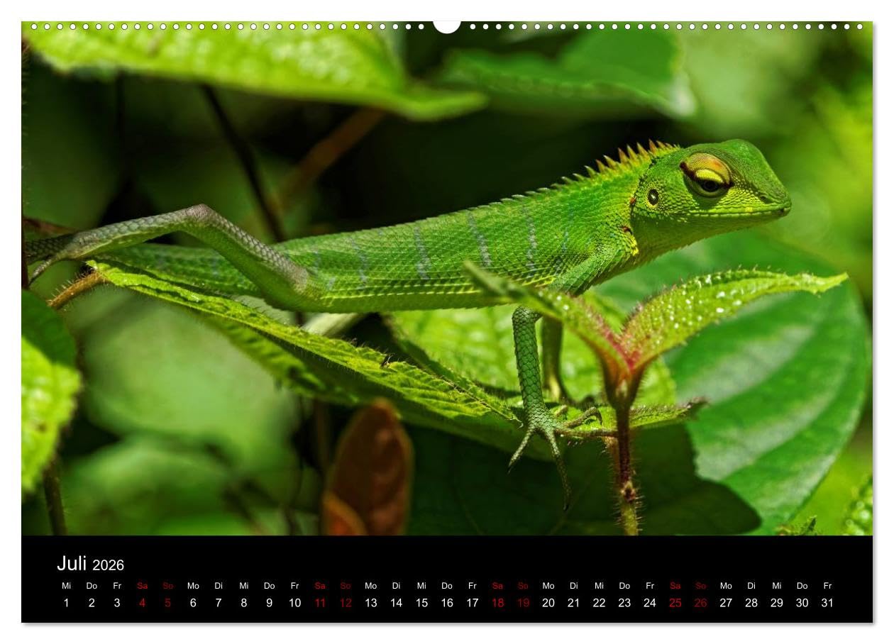 Sri Lanka - Tierische Momente (hochwertiger Premium Wandkalender 2026 DIN A2 quer), Kunstdruck in Hochglanz: Dieser Kalender gibt einen Einblick in die Tierwelt Sri Lankas (CALVENDO Natur)