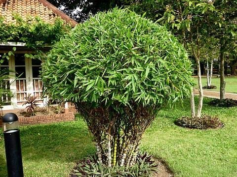 Plants Point Buddha Belly Bamboo Rare Perennial Ornamental Decorative Plant (1 Healthy Live Plant) (B07PH8FMXT) Amazon Price History, Amazon Price Tracker