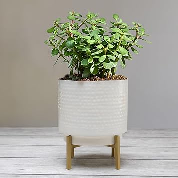 BEHOMA Metal Hammered Indoor Planter, 7.8 inch Modern White Planter Pot with Golden Stand for Home Decoration Living Room Balcony Office Restaurant, Ideal for Gifting (Plants not Included) - image, photos