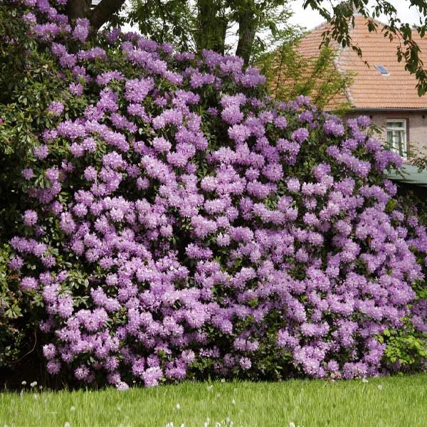 Brighter Blooms Lavender Rhododendron