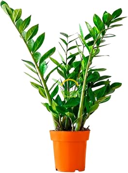 Zamioculcas Zamifolia Zamia  i e i 60-70 cm