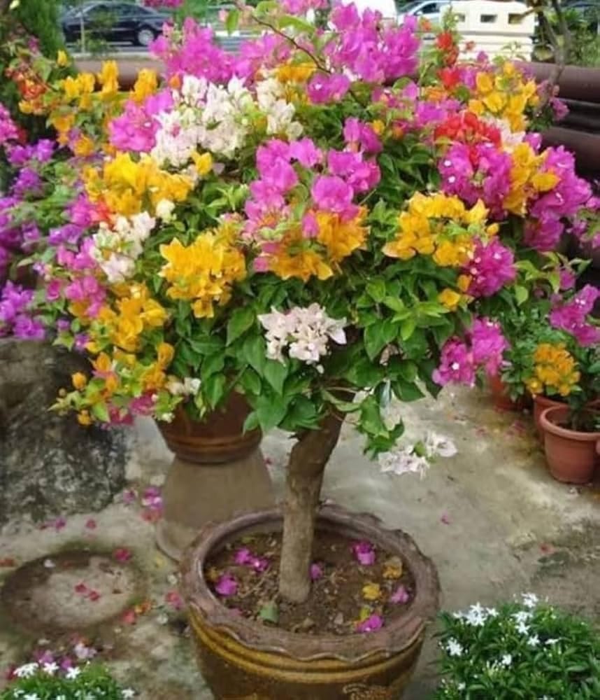 Generic Multi-Color Grafted Bougainvillea Bonsai Tree, Pink Red Orange White Flowers, Indoor Outdoor Plant, 35 cm Height, Garden Decor Style, Low Maintenance NLH_8-image-8