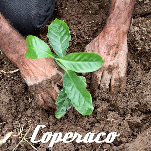 Coperaco Maestrale, Café en grano, Tostado medio, 12 oz miniatura 4