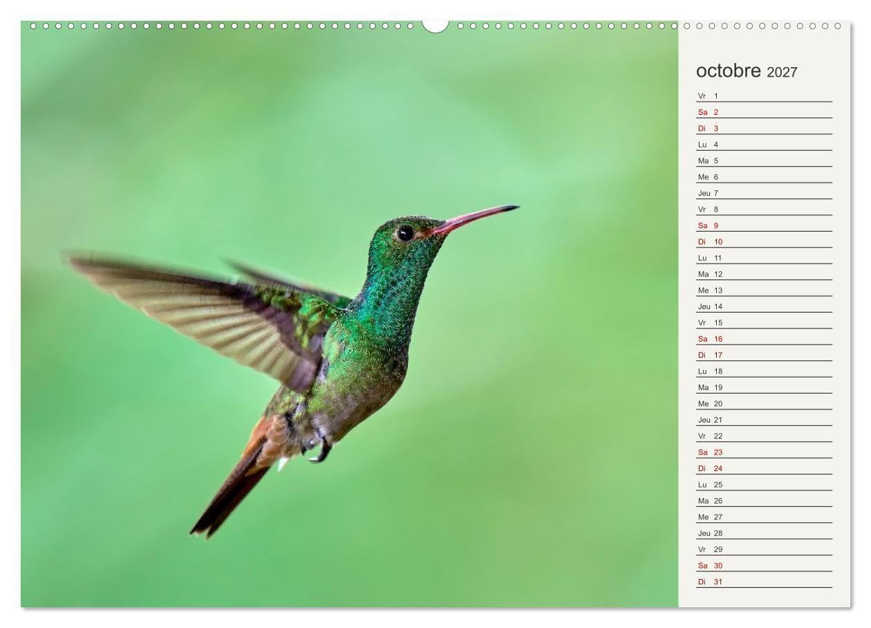 Colibris - éclats de nature (Calendrier mural 2027 DIN A2 vertical), CALVENDO calendrier mensuel: Joyaux de la forêt tropicale
