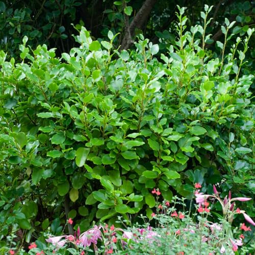 YouGarden New Zealand Privet Hedge, Established Plant in 8cm Pot, Ready to Plant Evergreen Hedge, Green Leaves, Spring Flowering Hedge
