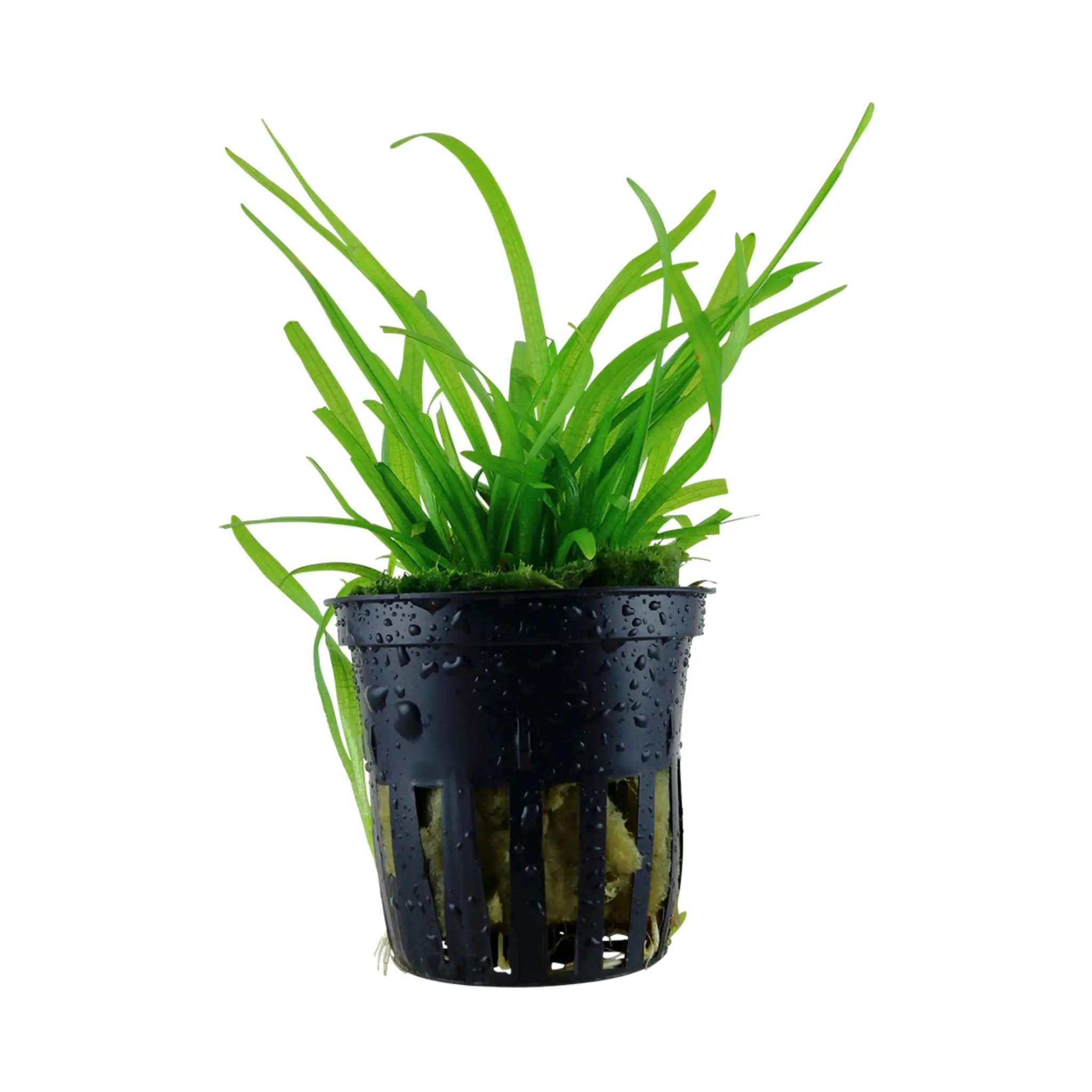 Sagittaria sabulata (Dwarf Sagittaria)