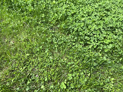 Dutch White Clover Seed 1000 Sqft - Flawn Seed Flowering Lawn, Kid, Pet, Pollinator & Eco-Friendly Grass Alternative - Easy To Use & Cost Effective… #TOP7