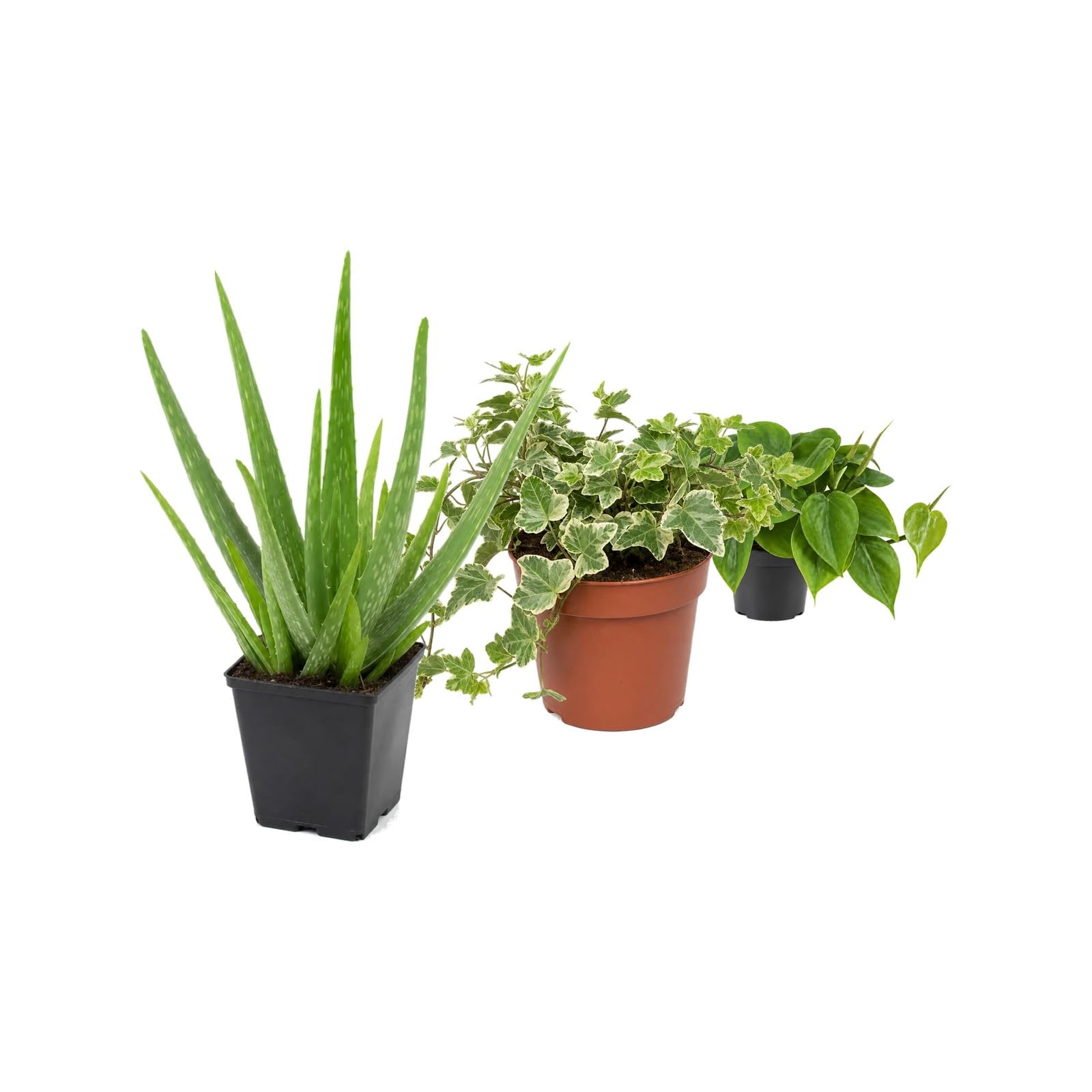 Pack 3 Plantas DECOALIVE: Sábila, Hiedra Variegada y Filodendro Verde
