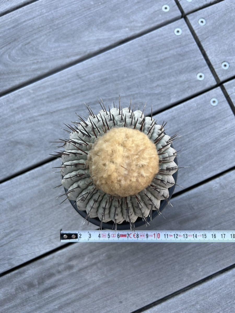【超希少、横幅5㎝】コピアポア　コルムナアルバ　孤竜丸　現地球カキコ Amazon.co.jp: 管理5年 孤竜丸 コピアポア コルムナアルバ 黒