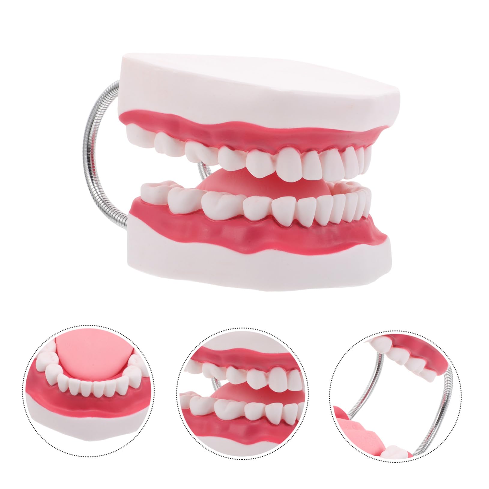 Preparazione Dei Denti Uso Del Lingua - Odontoiatria Per Typodont E Studenti Fai Da Te Gengive Protesi Dentaria Ortodontica Professionisti Umani Formazione