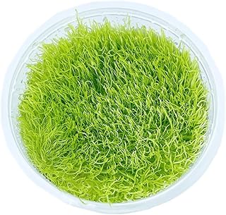 Utricularia (Bladderworts)