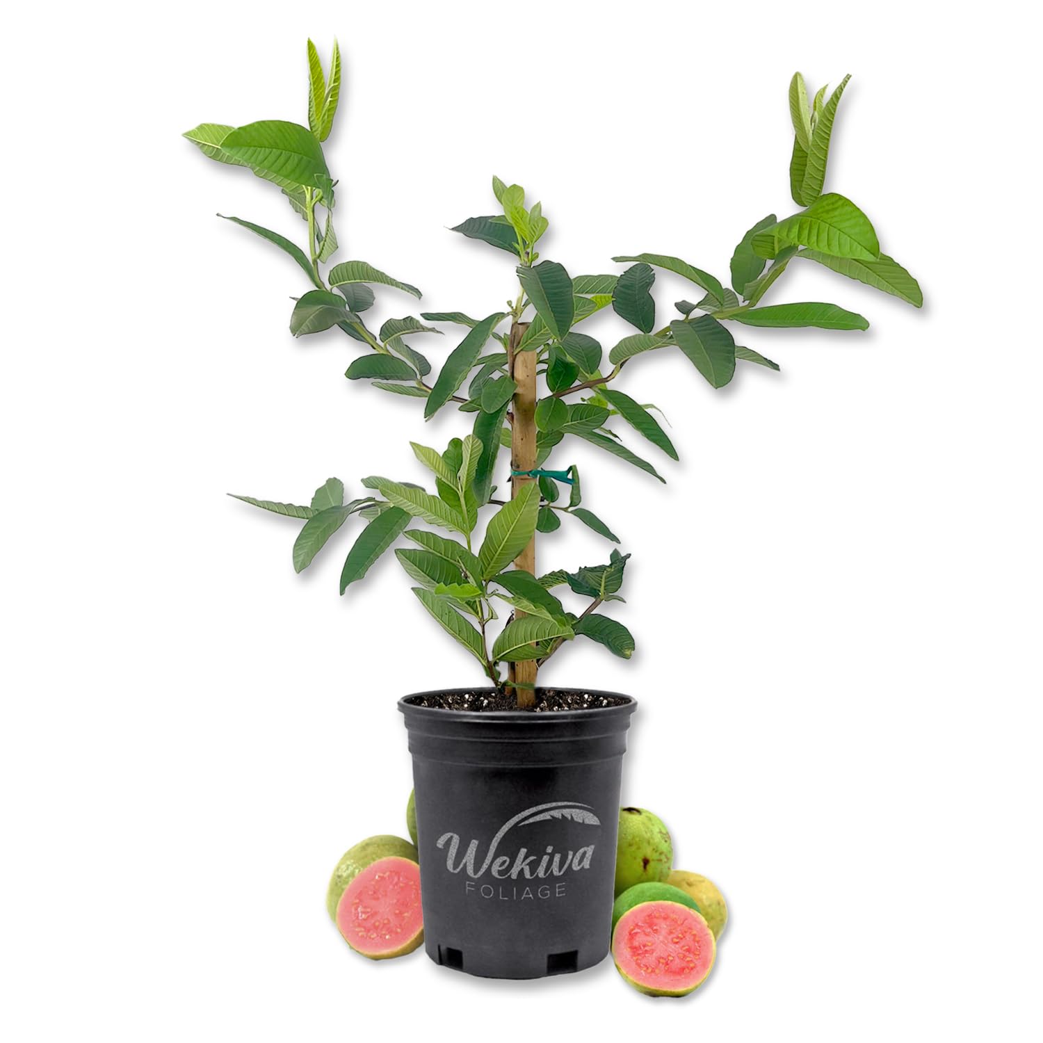 abutilon plant Abutilon 'David's Red' | Red Flowering Maple