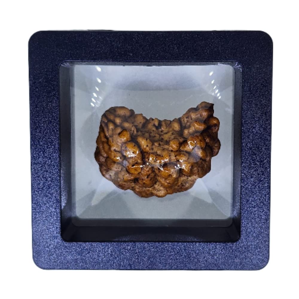 NATURAL 1 MUKHI KAJU SHAPE RUDRAKSHA CERTIFIED | BROWN | PJTL1MK01 - ASTROLOGICAL BENEFITS - POSITIVE ENERGY FOR MEN & WOMEN-image-46