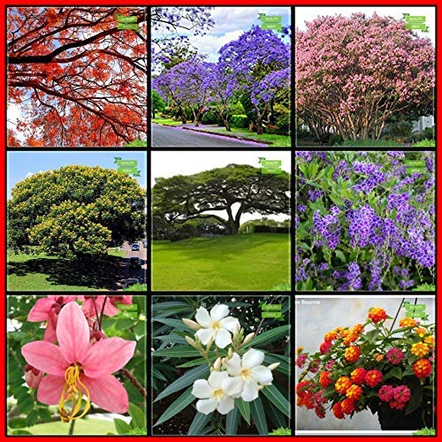 OhhSome Pack Seeds Combo Tree Seeds : Jacaranda, Flame Tree, Lagerstroemia Speciosa, Copperpod, Coco Tamarind, Pigeon Berry, Pink Shower, Nerium, Tickberry Kitchen Garden Pack - Eco
