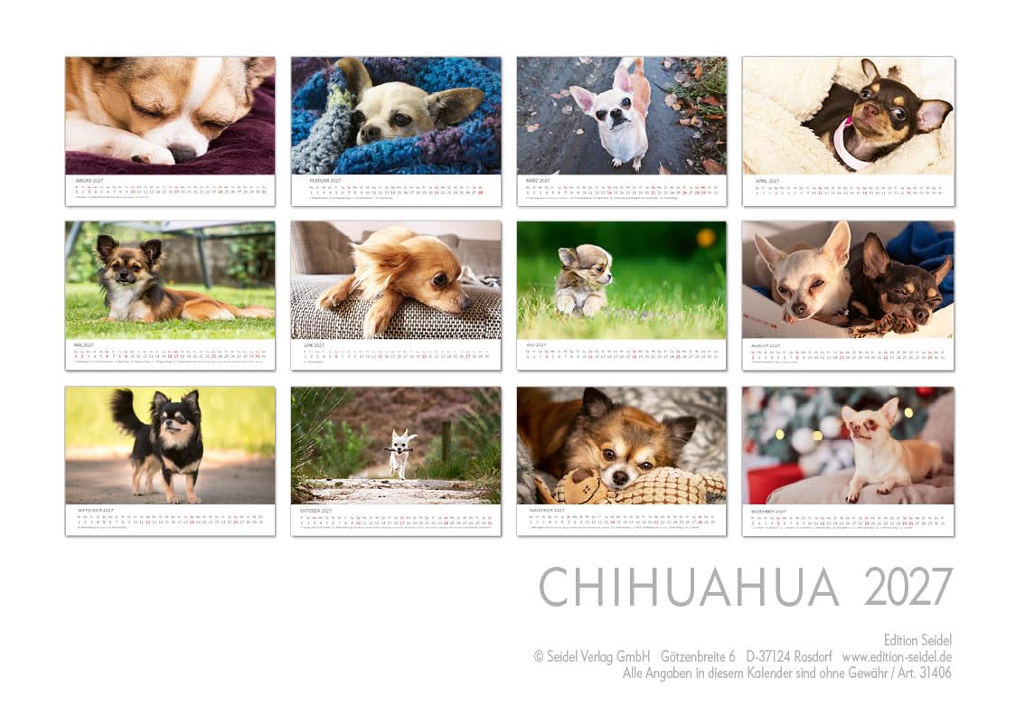 Edition Seidel Kalendarz premium Chihuahua 2027 DIN A4, niemiecki kalendarz ścienny pies pies szczeniak rasa psów zwierząt domowych