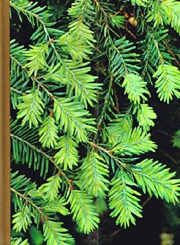 Evergreens B005E3BCJG Book Cover