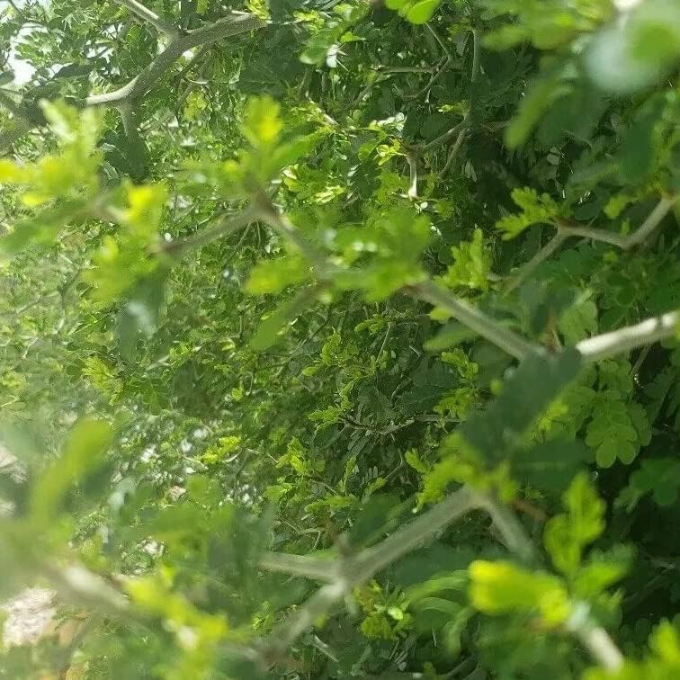 Miniatura 4 de 20 semillas frescas de ébano de Texas, 20 semillas, planta de ébano para tu hogar y jardín