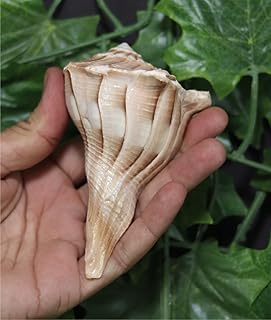 ASHIRWAD Dakshinavarti Original Shankh Valampuri Sangu Right Handed Lakshmi Shankh Conch Shell (4 inch brown)