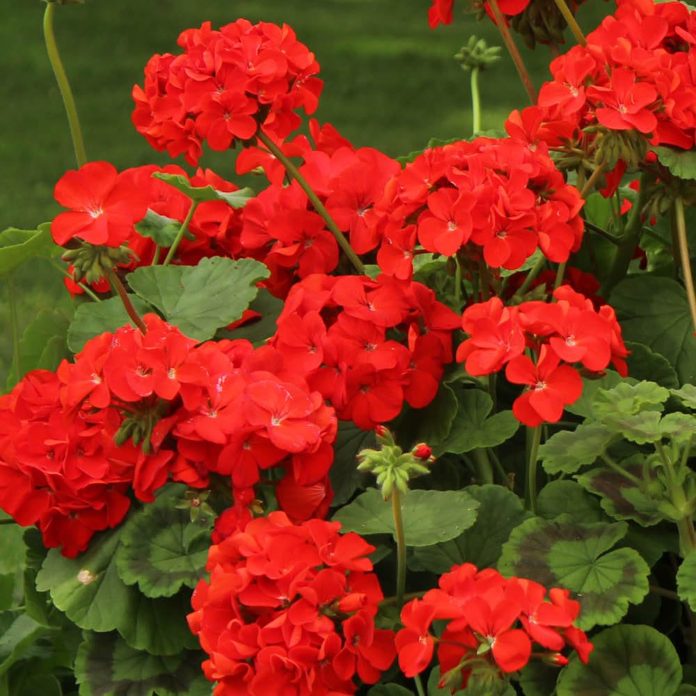YouGarden Geranium Fire Queen Set of 30 Garden Ready Plants Ready For Planting