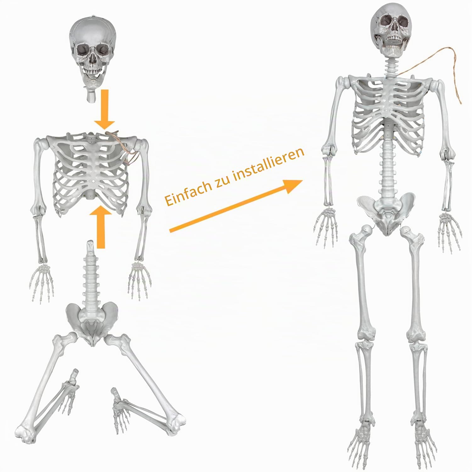 XONOR 165cm Halloween bewegliches Skelett Realistische menschliche Skelette Ganzkörperknochen mit beweglichen Gelenken für die Halloween-Dekoration