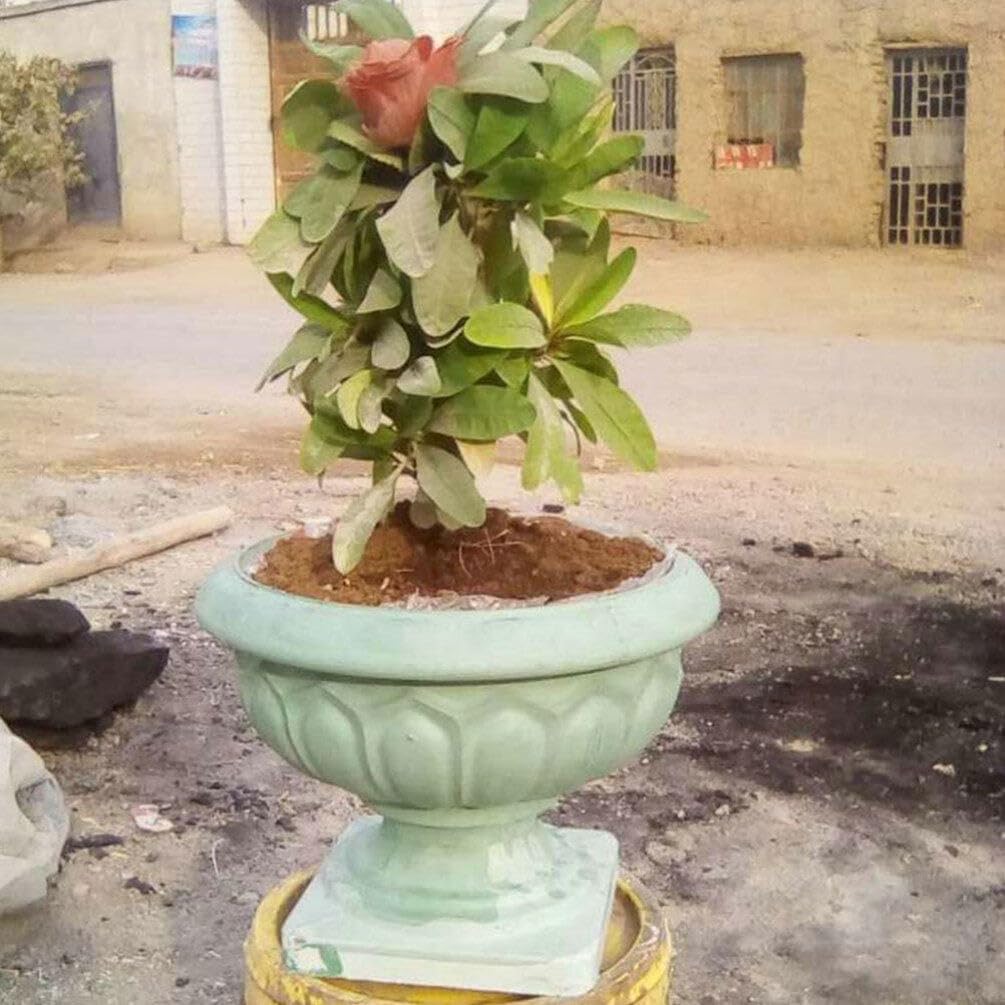 Molde de cemento para macetas de jardín, moldes grandes de hormigón para suculentas, bonsáis y macetas