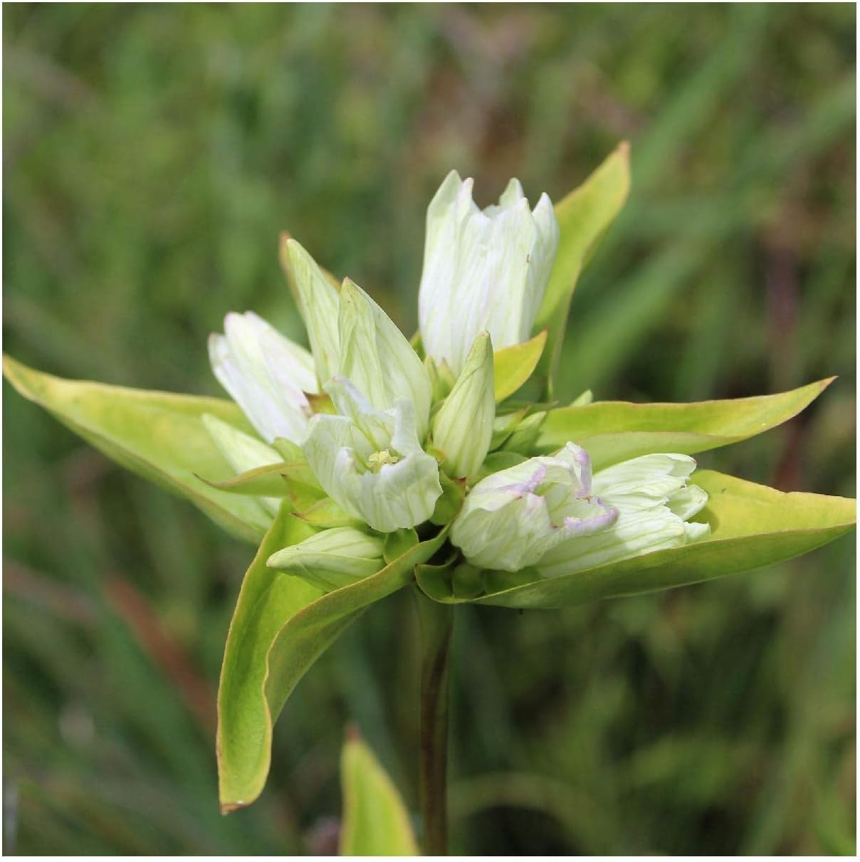 Everwilde Farms - 1 Oz Cream Gentian Native Wildflower Seeds - Gold Vault