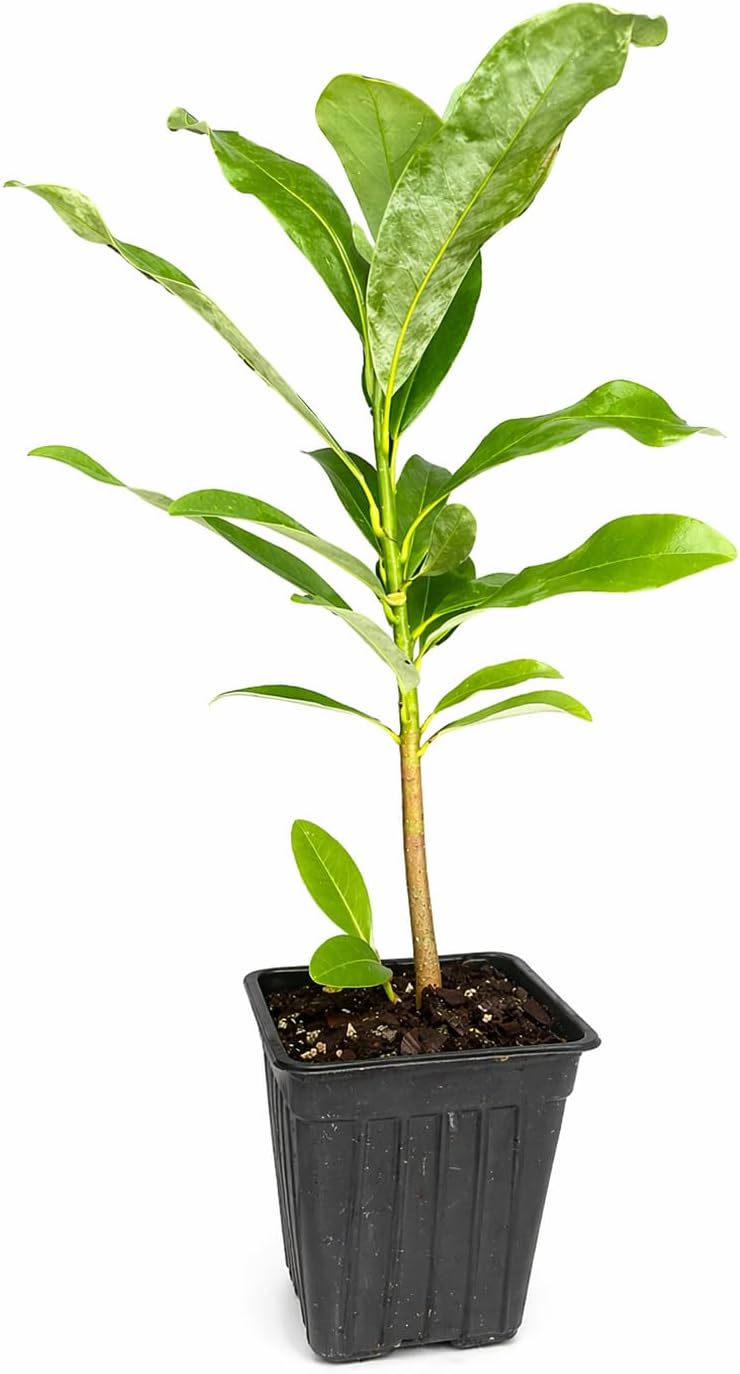 Sweetbay Magnolia Tree/Shrub - 10-16" Tall Live Plant - Quart Pot - Magnolia Bush - Magnolia virginiana