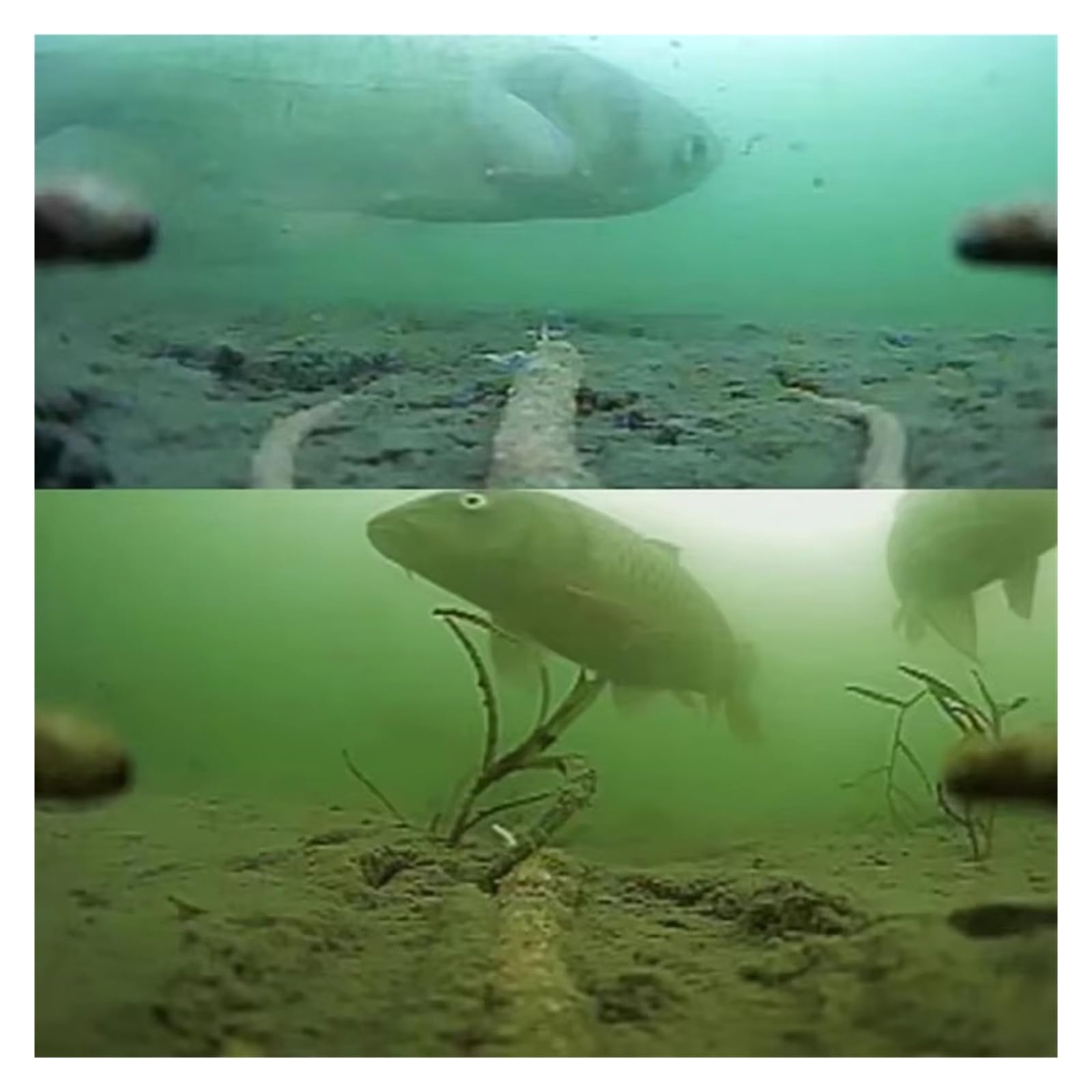 Kamera Podwodna, Biomimetyczna podwodna kamera wędkarska 3D z wizualną kotwicą i wodoodpornym obiektywem HD(3M Fish Camera)