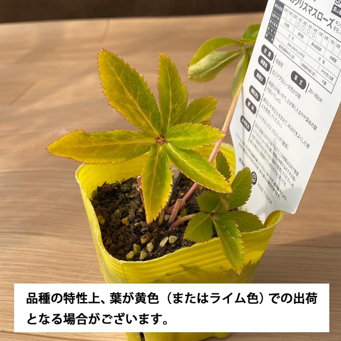 Amazon.co.jp: クリスマスローズ 苗 アプリコットオーケストラ