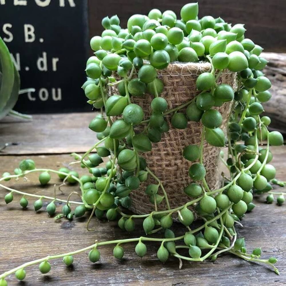 Amazon｜グリーンネックレス 多肉植物｜観葉植物 オンライン通販