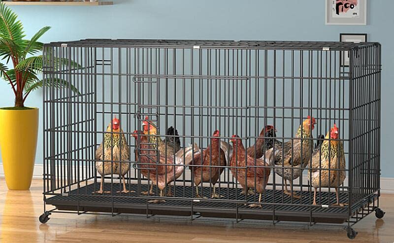 Amazon | 鶏用大型ペットケージ 鶏かご 7-10鶏のためのトレイと卵