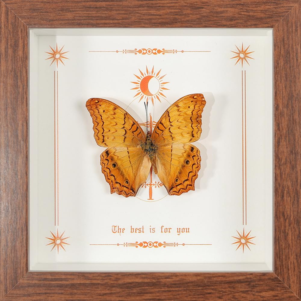 Taxidermy Butterfly Framed, Real Butterfly Specimen in Wooden Frame 5.8" x 5.8", Ideal for Science Study and Desktop Wall Decor (Leopard Cruiser Butterfly)