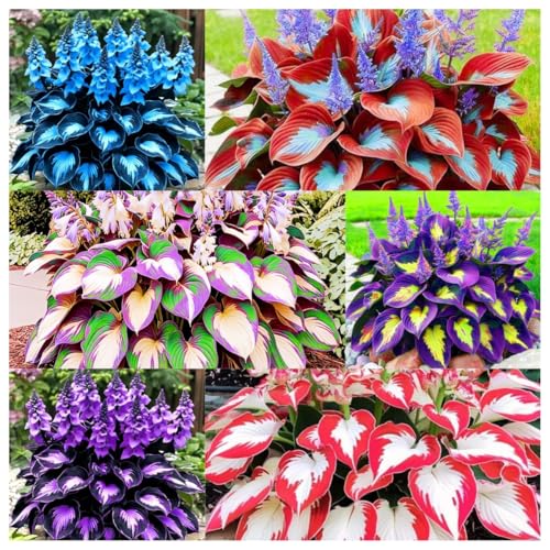 999pcs Premium Cold-Hardy Hosta Seeds, Non-GMO Perennial Shade Plants for Lawns, Borders, Low-Light Areas, USA Grown