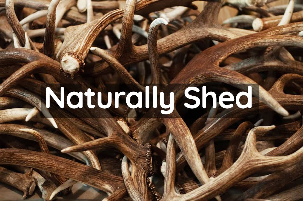 Scottish Deer Antler Dog Chews - Naturally Shed, Long Lasting, 100% Natural… (Deer Antler Chew Medium 90-130g) - Image 3