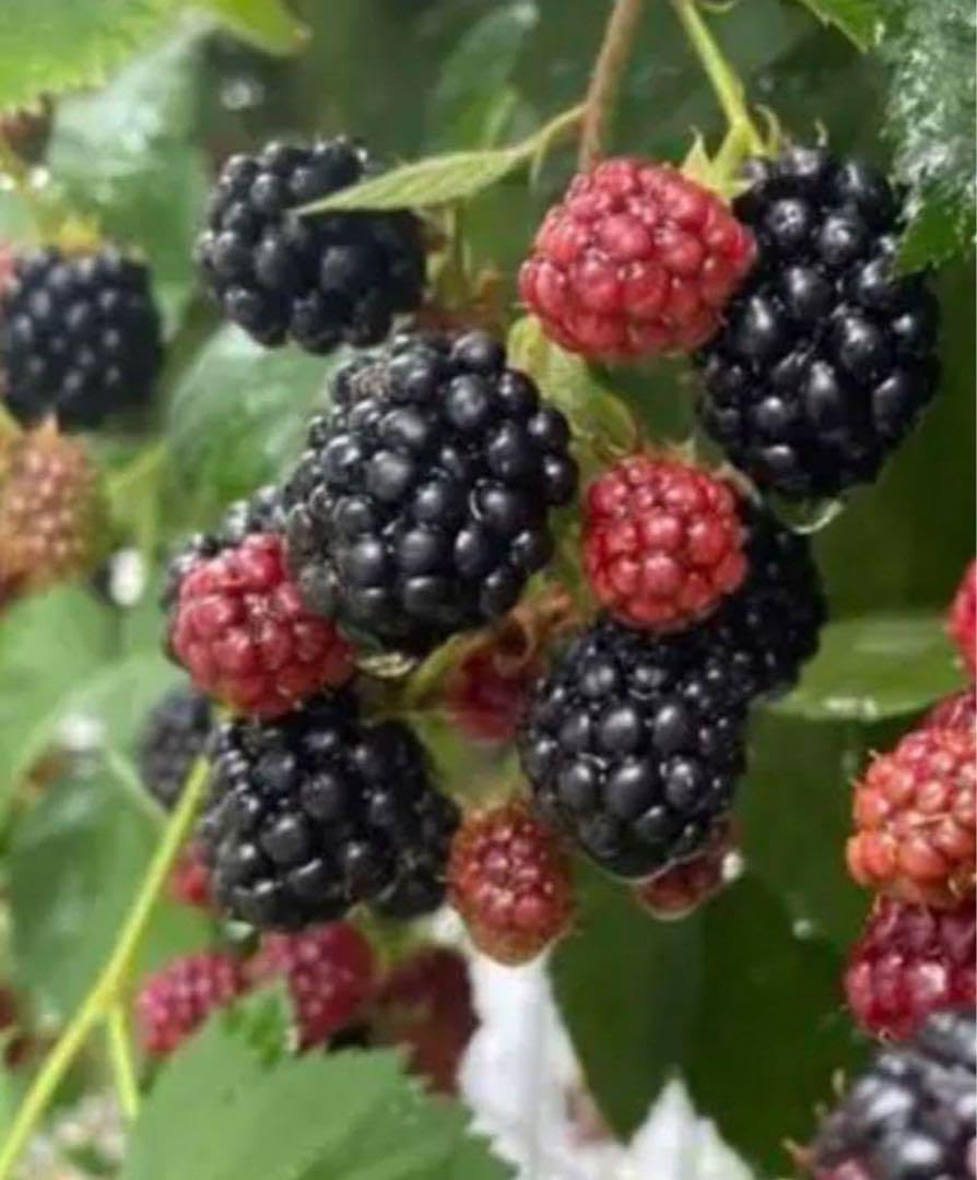 Amazon.co.jp: ブラックベリーの種、たっぷり30粒ちょっと 無農薬