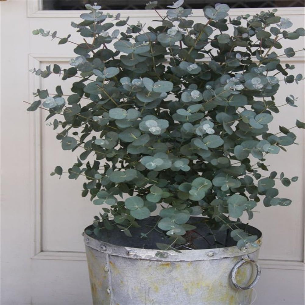 Eucalyptus Arbre Graines, 30 Graines Bonsaï Plante Aromathérapie Décoration Maison