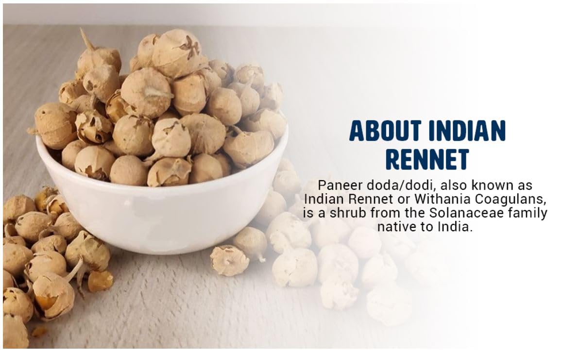 Paneer Dodi | Indian Rennet | Paneer Doda | Withania Coagulans | Paneer ka Phool 8 OZ (8 Oz (Pack of 2))