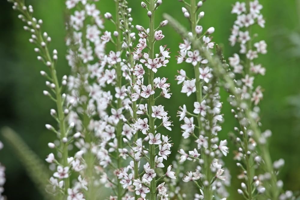 Lysimachia ephemerum - Willow Leaved Loosestrife X 60 Seeds Cottage Prairie Garden Plant