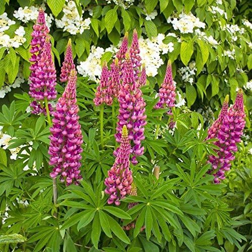 GROSEEDS - Perennial Flowers, Lupin - The Pages, FP-LUP-06, 45 Seeds Minimum Per Packet.