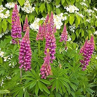 GROSEEDS - Perennial Flowers, Lupin - The Pages, FP-LUP-06, 45 Seeds Minimum Per Packet.