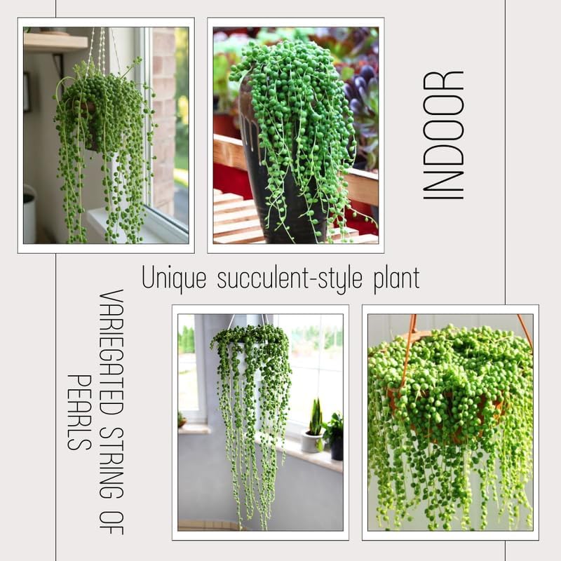 Miniatura 4 de String of Pearls Plant Live, enredadera suculenta rastrera, planta de interior viva rara en maceta