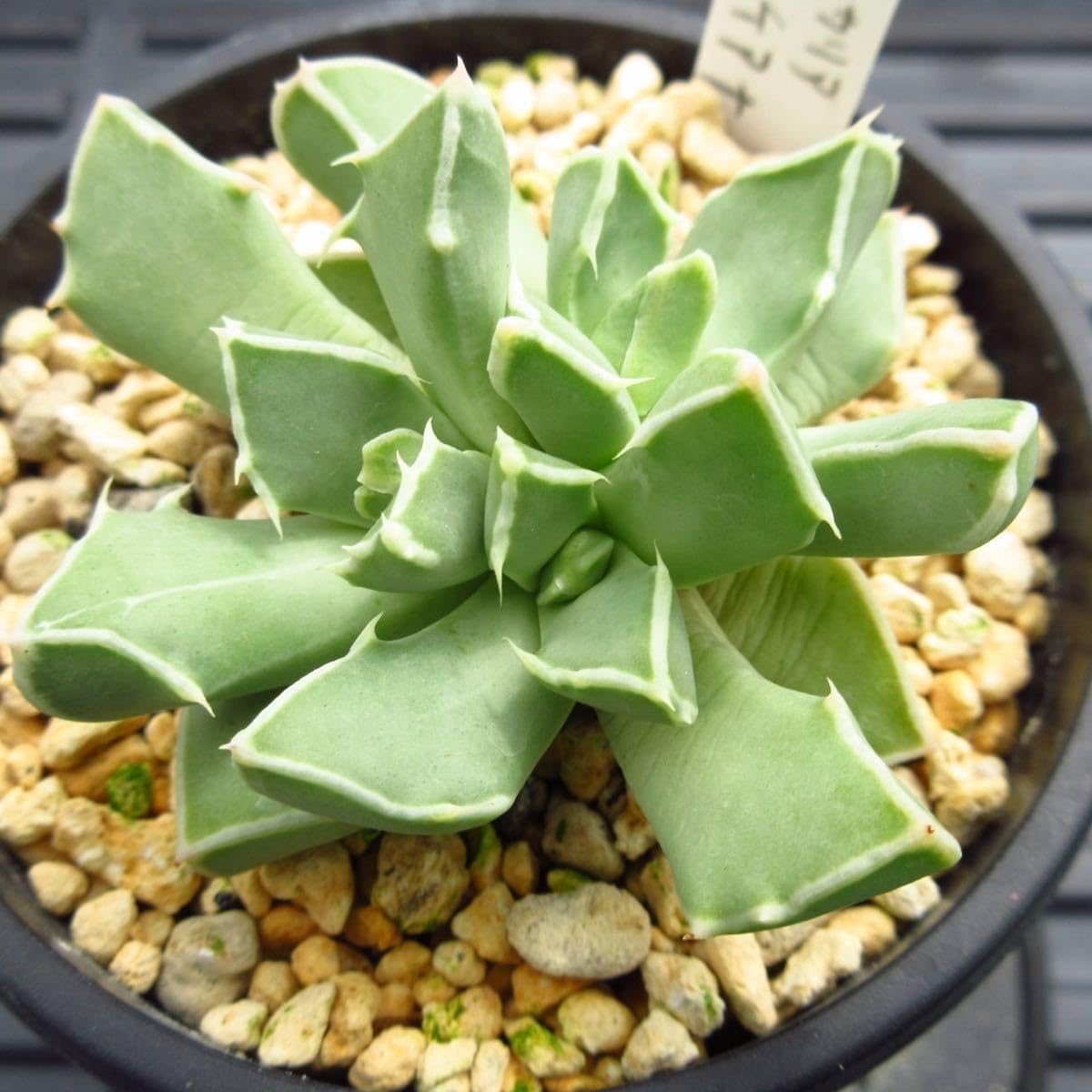 レア✨フォーカリア 鯨皮 抜き苗 2025年最新】フォーカリアの人気