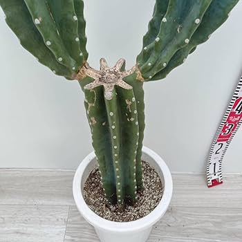 Amazon.co.jp: 柱サボテン ブランチ 8号 ハシラサボテン 多肉植物 鬼面 Amazon.co.jp: 柱サボテン ブランチ 8号 ハシラサボテン 多肉植物 鬼面