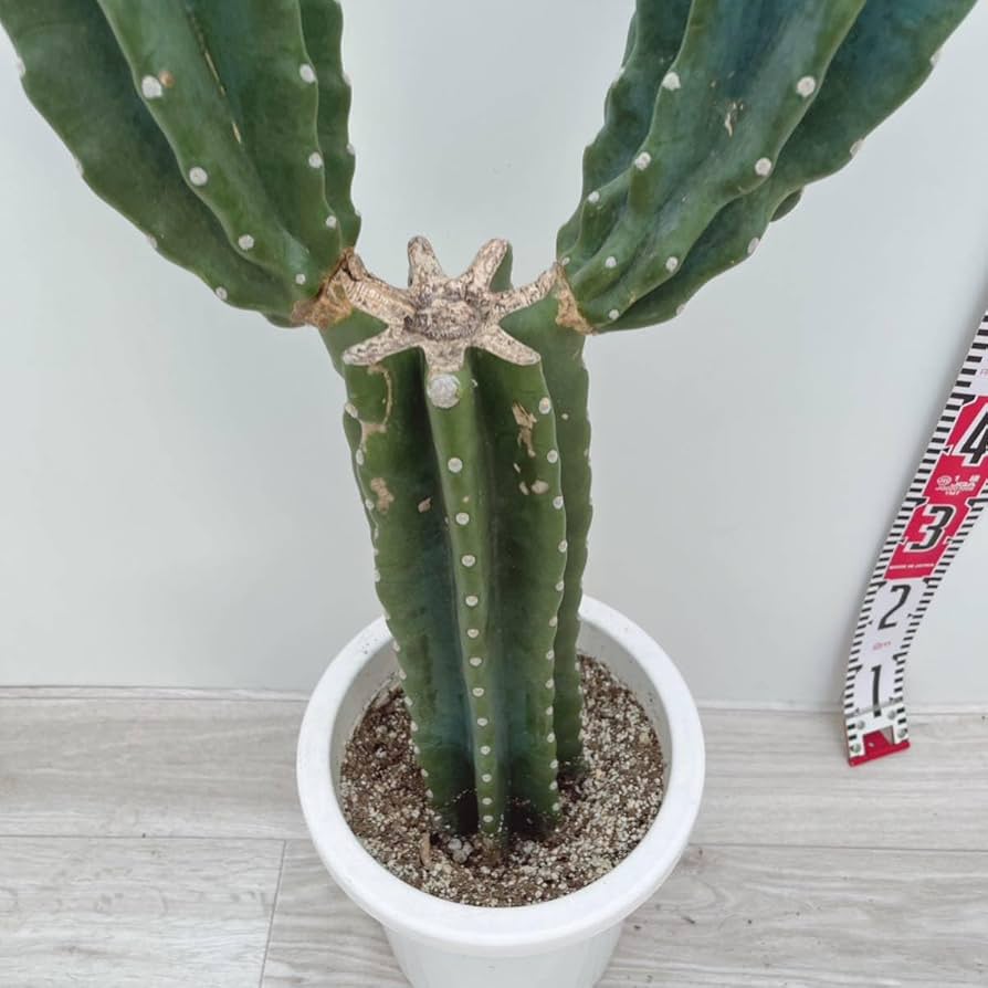 最終価格　サボテン/挿し木用①【神代柱錦】ハシラサボテン7月限定2個/現品 最終価格 サボテン/挿し木用②【神代柱錦】ハシラサボテン7月