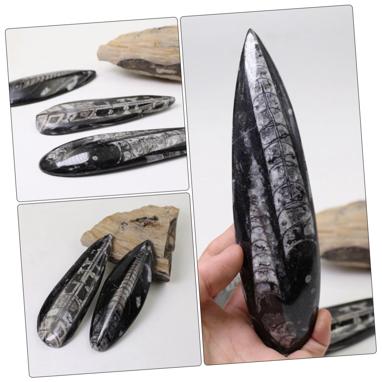 Gatuida Especimen Fósil Orthoceras Grande Natural, Modelo Paleontológico Educativo Para Enseñanza, Adorno De Escritorio Decorativo, Juguete Científico Para Laboratorio y Colección